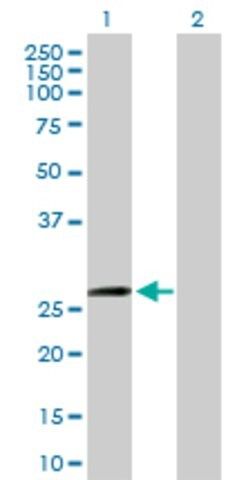 Anti-ZFYVE21 antibody produced in mouse
