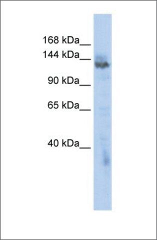 Anti-ZMYND8 (ab2) antibody produced in rabbit