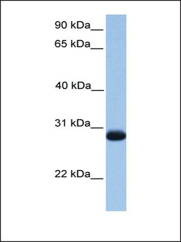 Anti-ZMAT3 antibody produced in rabbit