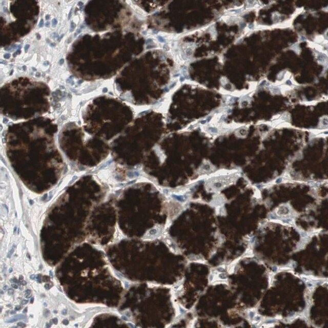 Anti-ZMPSTE24 antibody produced in rabbit