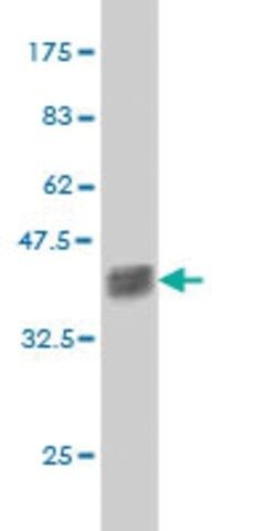 ANTI-ZNF41 antibody produced in mouse