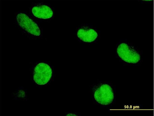 ANTI-ZNF207 antibody produced in mouse