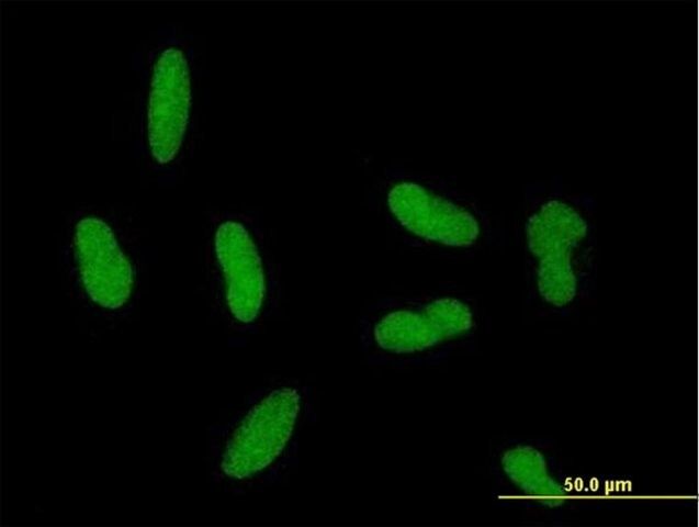 Anti-ZNF461 antibody produced in mouse