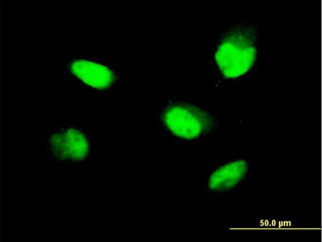 ANTI-ZNF207 antibody produced in mouse
