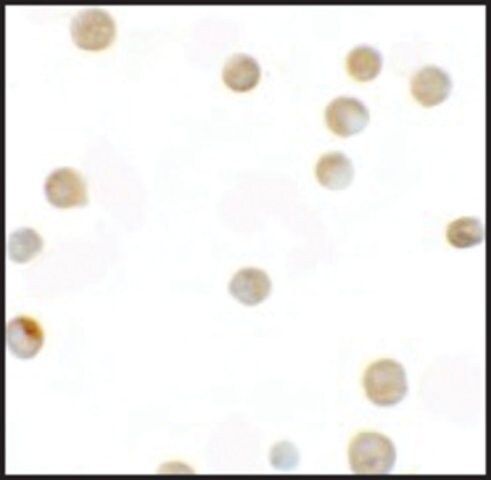 Anti-ZNF521 antibody produced in rabbit