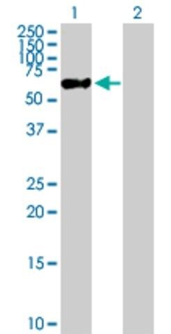 Anti-ZNF671 antibody produced in mouse