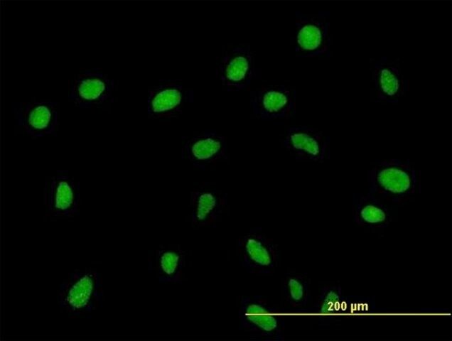 Anti-ZNF563 antibody produced in mouse