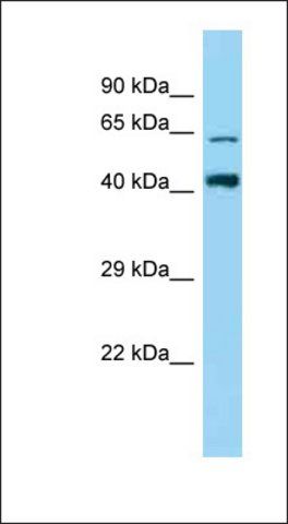 Anti-ZNF667 antibody produced in rabbit