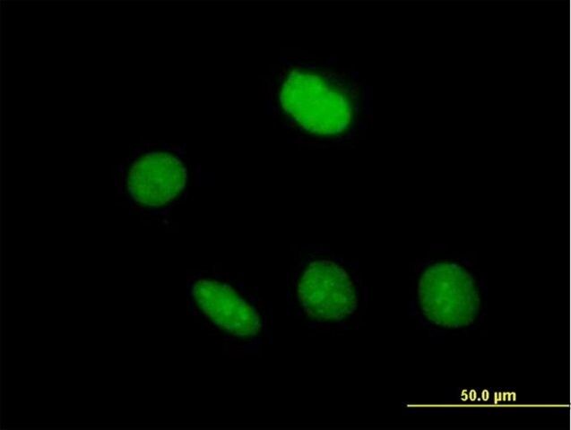 Anti-ZNF509 antibody produced in mouse