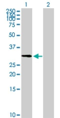 Anti-ZNF511 antibody produced in mouse