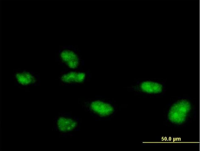 Anti-ZNF507 antibody produced in mouse