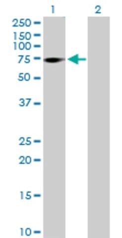 Anti-ZNF571 antibody produced in mouse