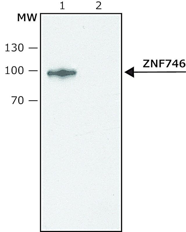 Anti-ZNF746 antibody produced in rabbit