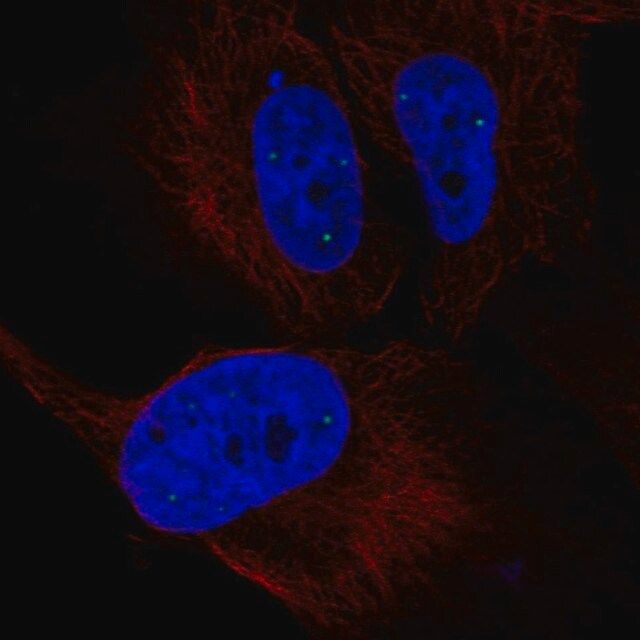 Anti-ZNF239 antibody produced in rabbit