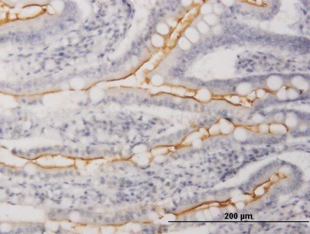 Anti-WISP1 antibody produced in mouse