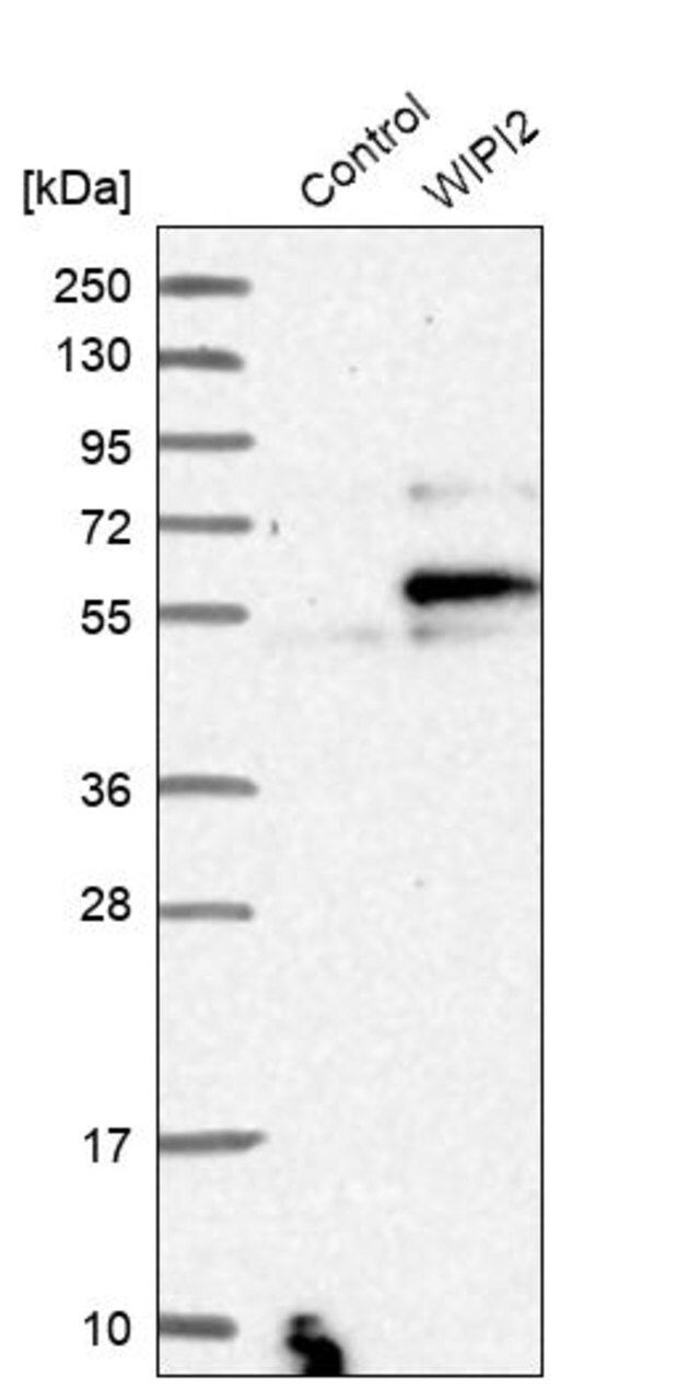 Anti-WIPI2 antibody produced in rabbit