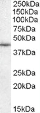 Anti-WISP1 antibody produced in goat