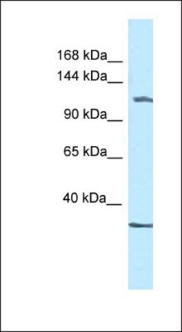 Anti-ZBTB38 antibody produced in rabbit
