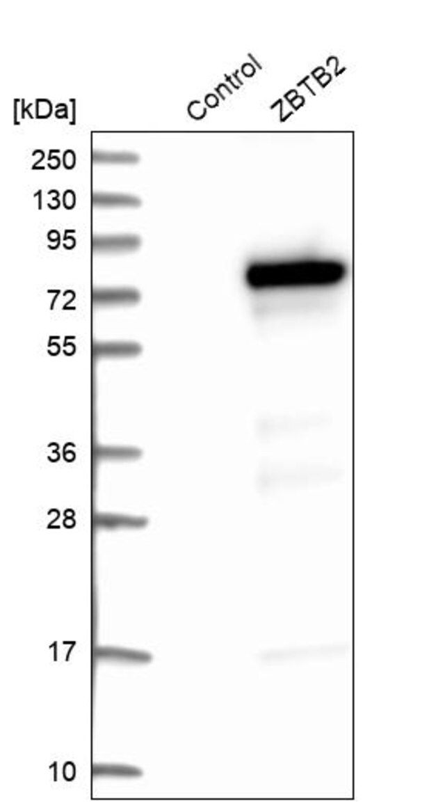 Anti-ZBTB2 antibody produced in rabbit
