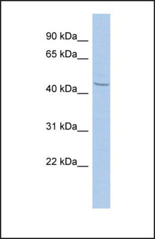 Anti-ZBTB12, (N-terminal) antibody produced in rabbit