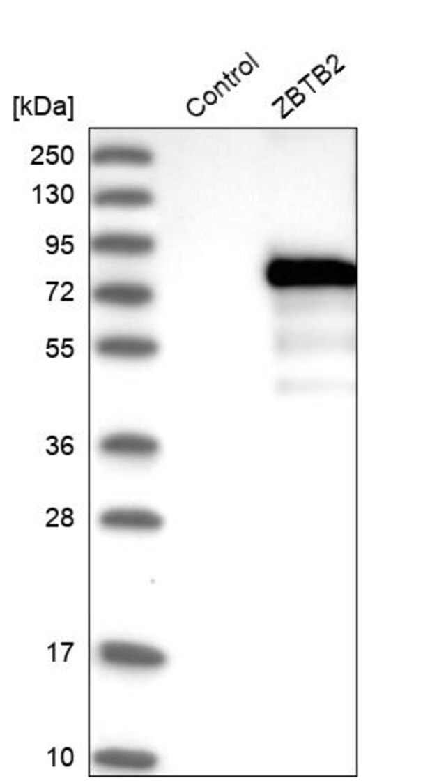 Anti-ZBTB2 antibody produced in rabbit