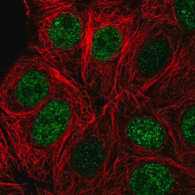 Anti-ZBTB42 antibody produced in rabbit