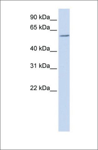 Anti-ZBTB7A antibody produced in rabbit