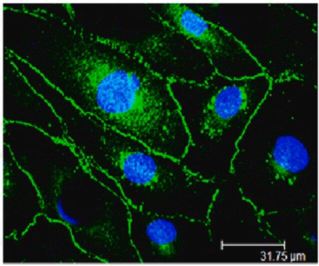 Anti-VE-Cadherin Antibody, clone Vli37