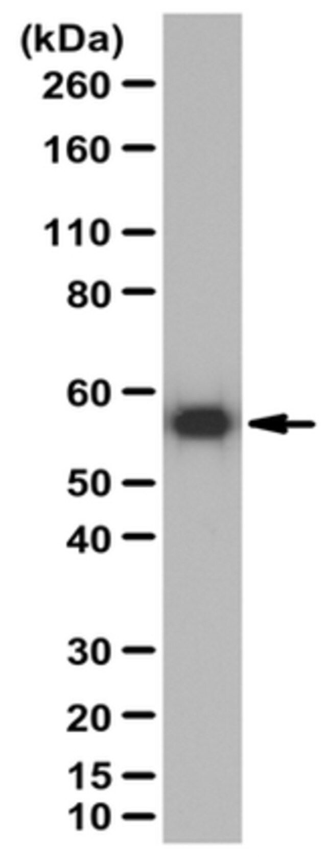 Anti-VEGF-D Antibody