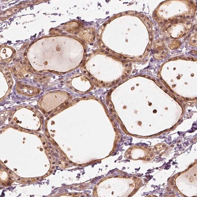 Anti-VEGFA antibody produced in rabbit