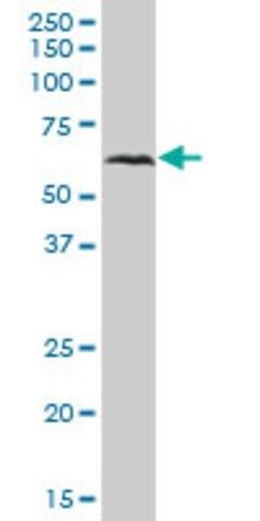 Anti-VISA antibody produced in mouse