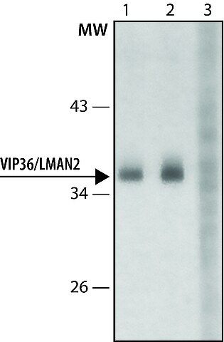 Anti-VIP36/ LMAN2 antibody produced in rabbit