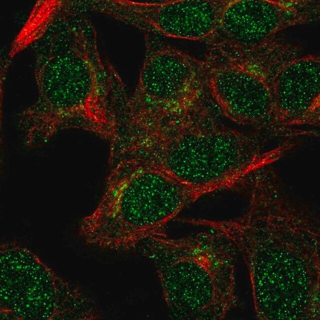 Anti-VPS54 antibody produced in rabbit
