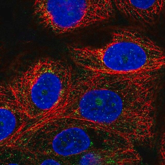 Anti-VPS51 antibody produced in rabbit