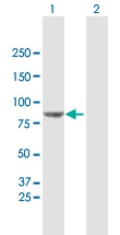 Anti-VPS52 antibody produced in mouse