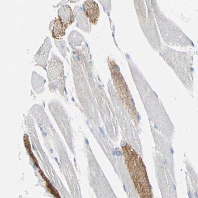Anti-VPS9D1 antibody produced in rabbit