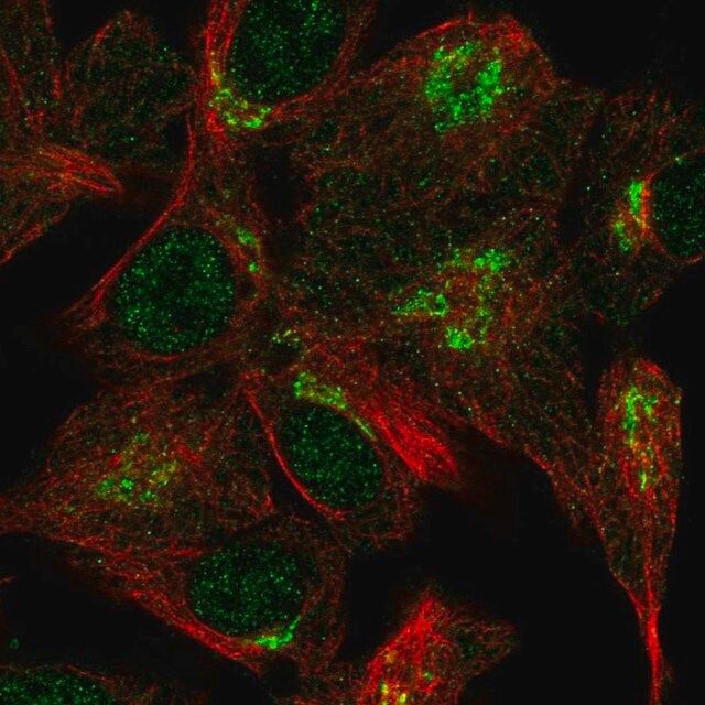 Anti-VPS54 antibody produced in rabbit