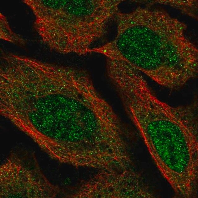 Anti-VPS13D antibody produced in rabbit