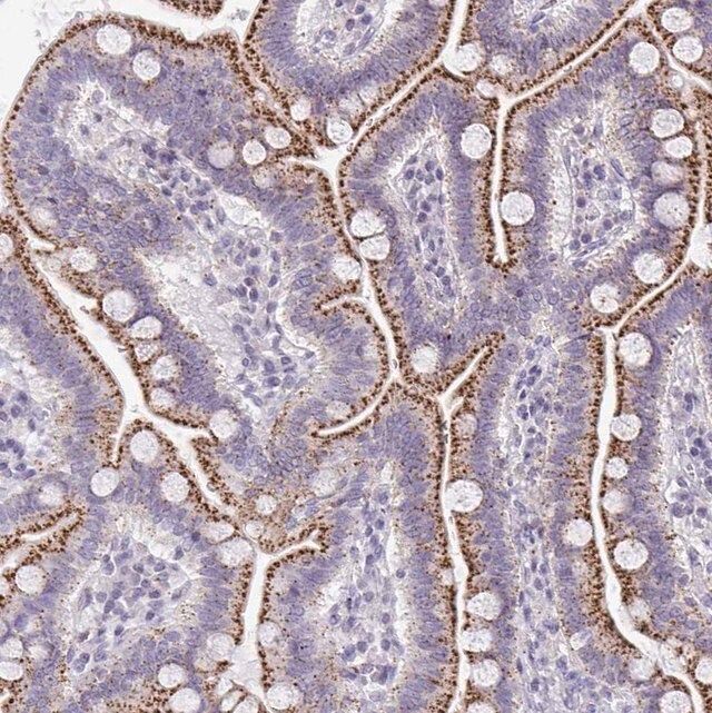 Anti-VPS4B antibody produced in rabbit