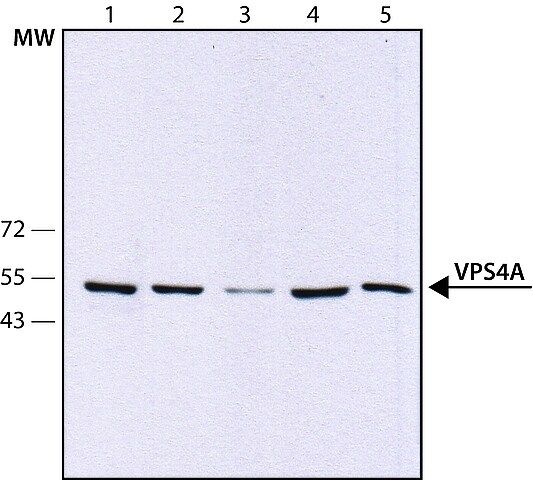 Anti-VPS4A antibody, Mouse monoclonal