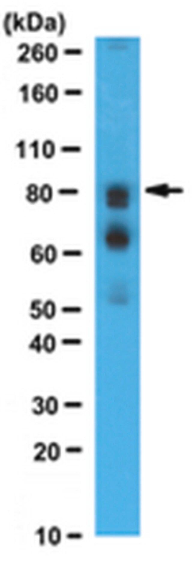 Anti-WAC Antibody, NT