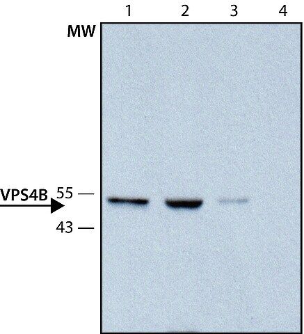 Anti-VPS4B antibody produced in rabbit