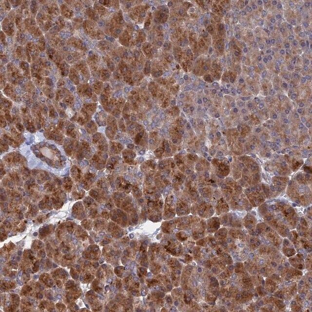 Anti-VPS37C antibody produced in rabbit