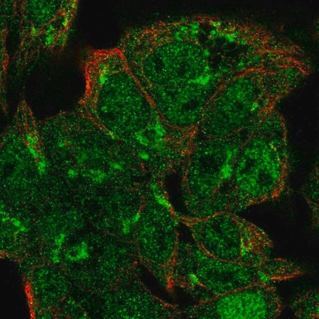 Anti-VPS54 antibody produced in rabbit