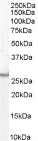 Anti-VTI1B antibody produced in goat