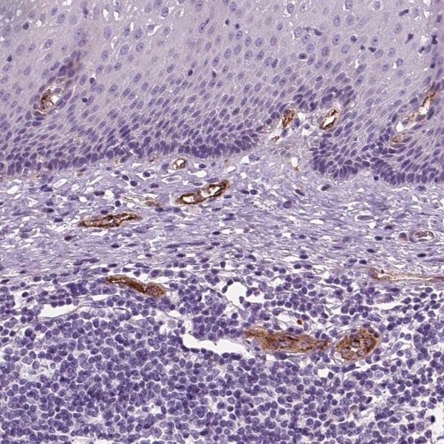 Anti-VWF antibody produced in rabbit