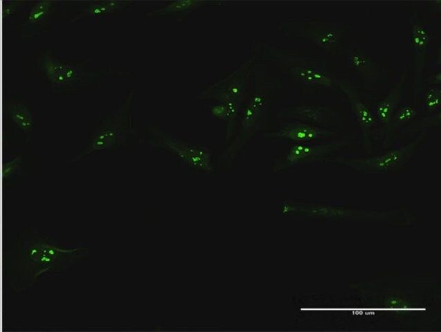 Anti-WDR50 antibody produced in mouse