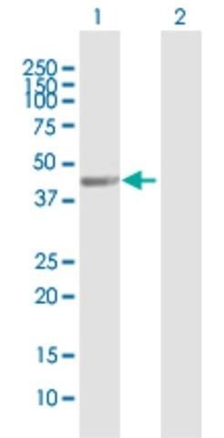 Anti-WDFY2 antibody produced in mouse