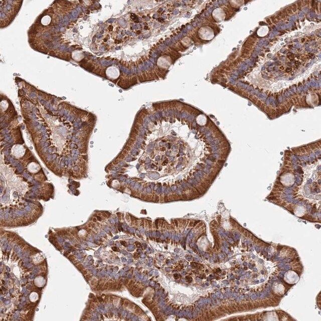 Anti-WDFY3 antibody produced in rabbit