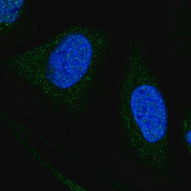 Anti-WDR7 antibody produced in rabbit
